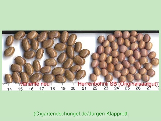 Herrenböhnli