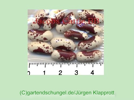 Jacobs Cattle rot
