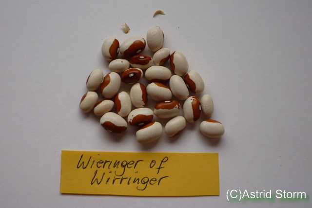 Wieringer of Wirringer
