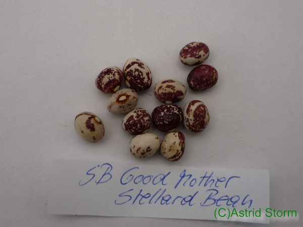 Good Mother Stallard Bean