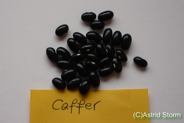 Caffer