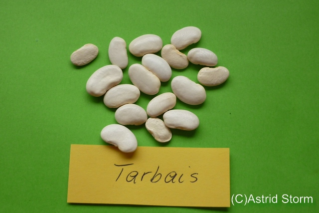 Tarbais