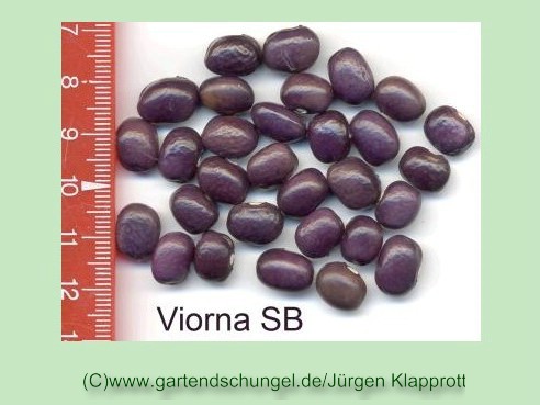 Viorna