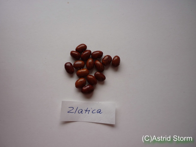 Zlatica