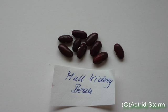 Mull Kidney Bean