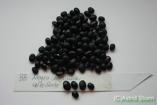 Negro de Cuba