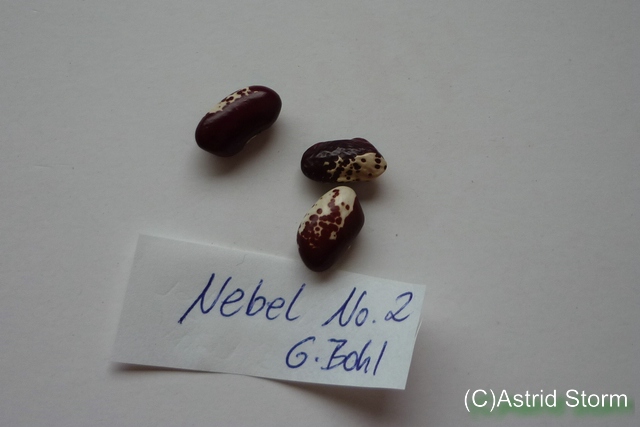 Nebel No.2