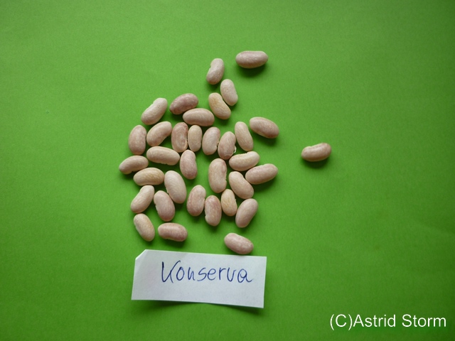 Konserva