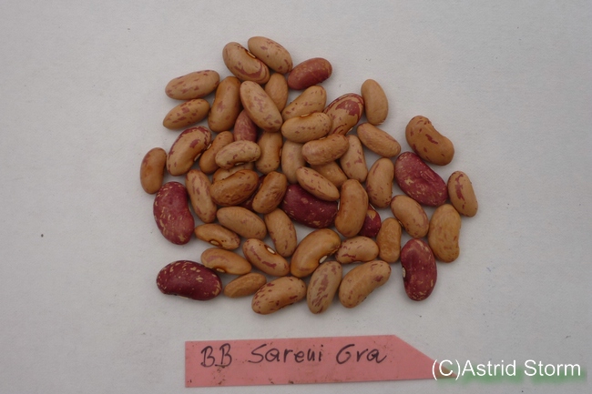 Sareni Grah