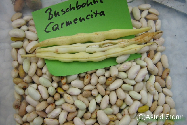 Carmencita