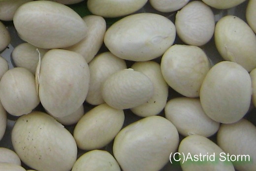 Coco Nain Blanc Precoce