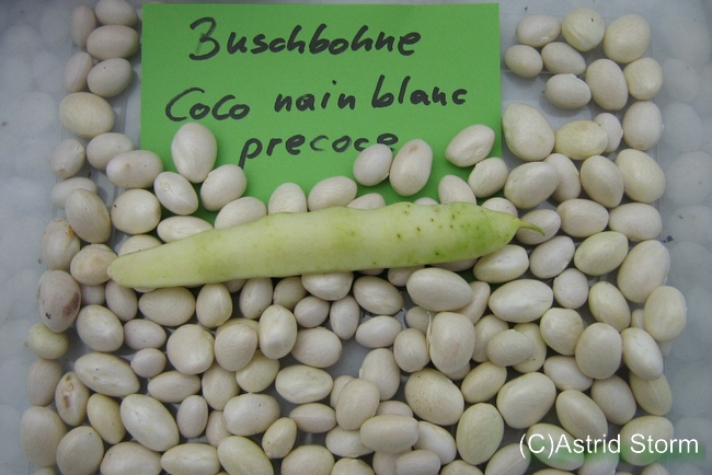 Coco Nain Blanc Precoce