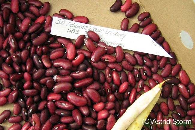 Schwarzblaue Kidney