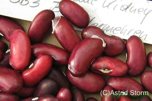 Schwarzblaue Kidney