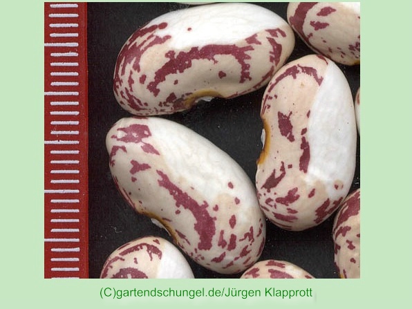 Porzellanbohne