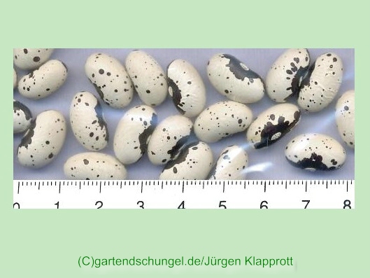 Dalmatiner schwarz
