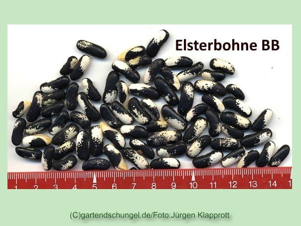 Elsterbohne (grüne Bohne)