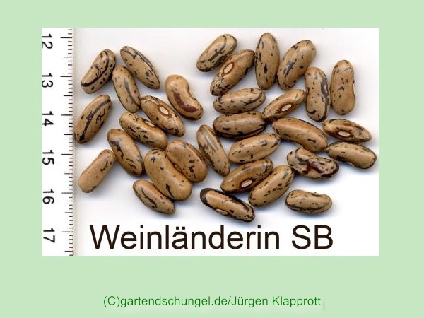 Weinländerin (Zebra Bohne)