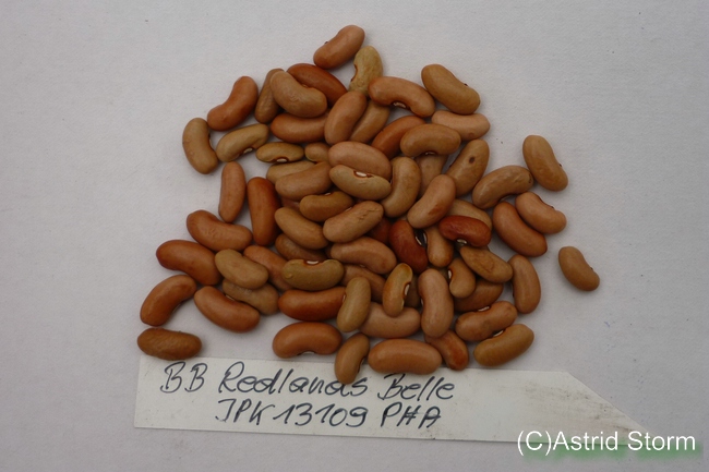 Redlands Belle