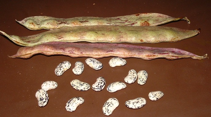 Brejo