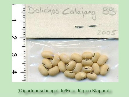 Dolichos Catajang