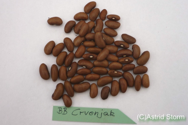 Crvnjak
