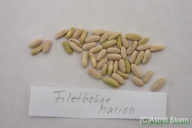 Marion