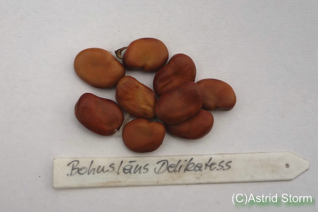 Bohusläns Delikatess