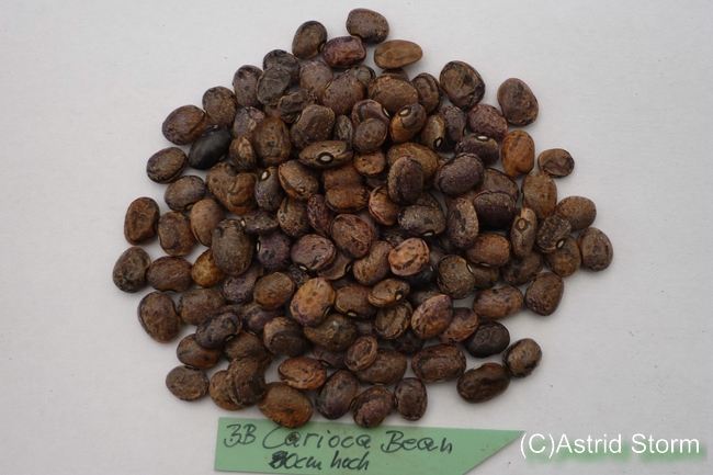 Carioca Bean