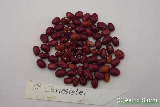 Chriesistei (Kirschkern)