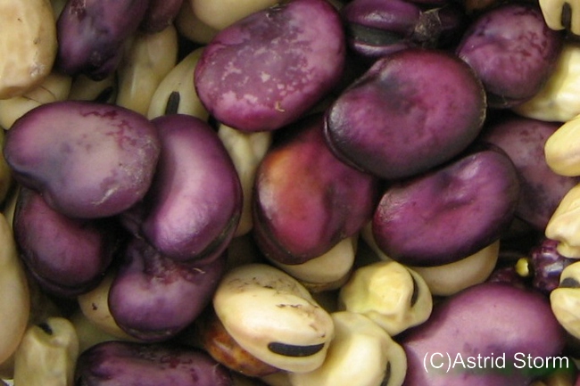 Estisk Fava