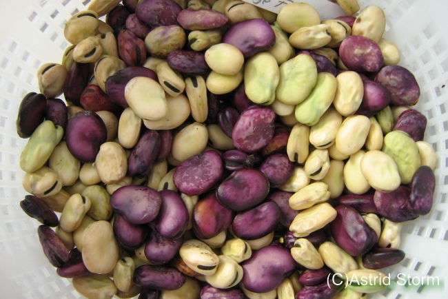 Estisk Fava