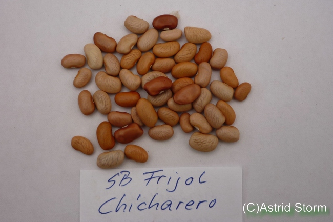 Frijol Chicarero