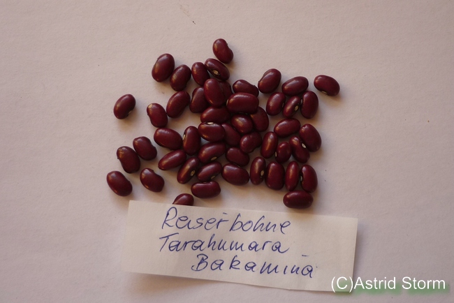 Tarahumara Bakamina