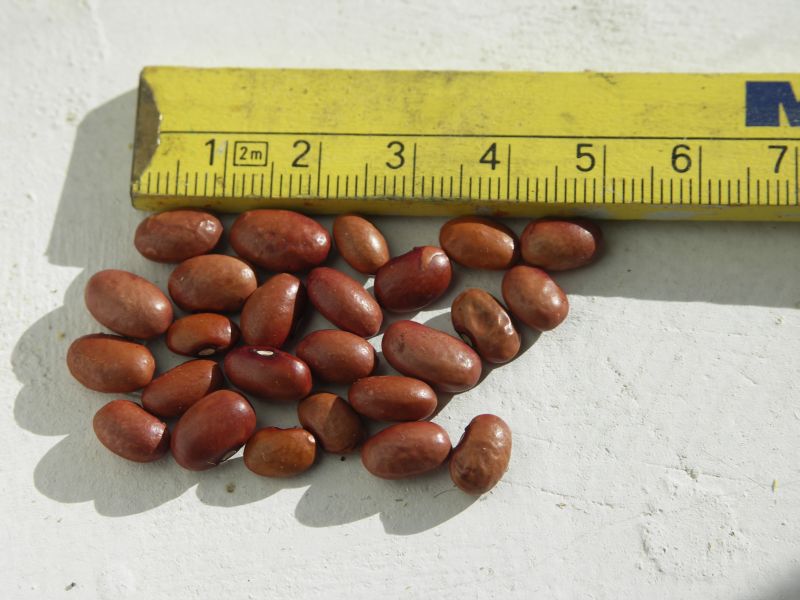 Red Peanut