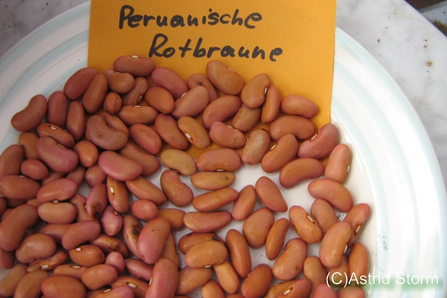 Peruanische Frejol Rotbraun