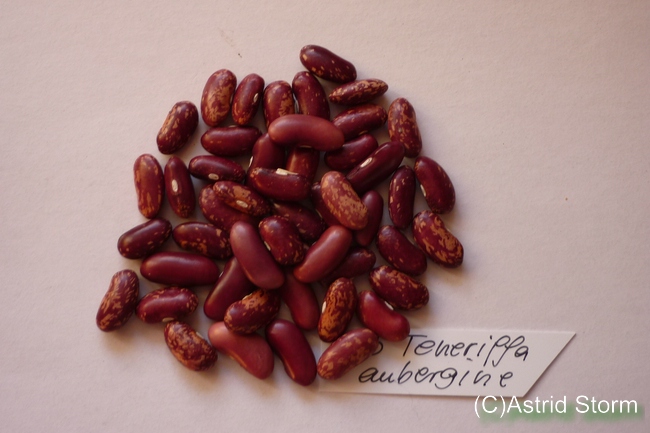 #PseudoName: Teneriffa aubergine