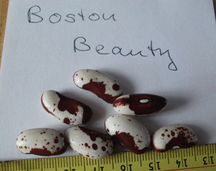 Boston Beauty