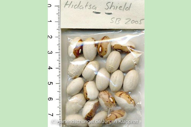 Hidatsa Shield Figure