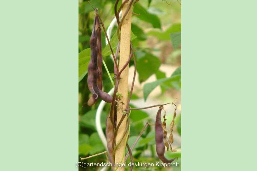 Kilimandscharo Schwarzbeige Gestreift