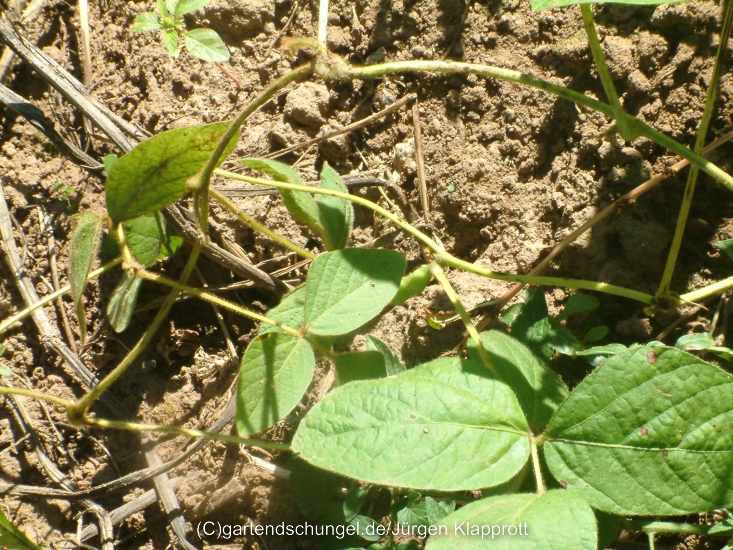 Schwarze Soja (Sojabean)