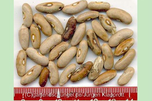 Marona