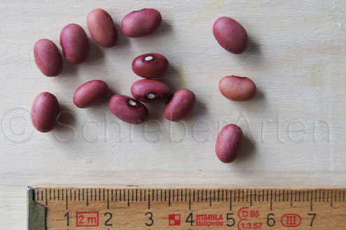 Red Peanut
