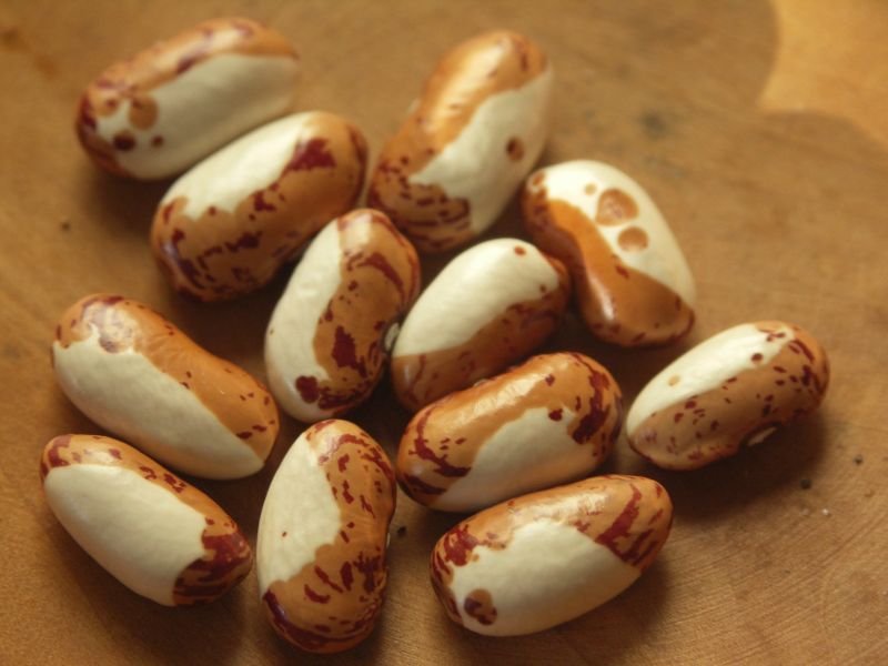 Porzellanbohne